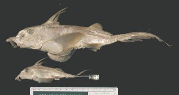 Media type: image; Ichthyology S-142